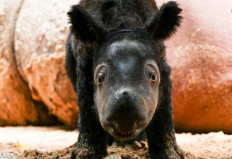 Endangered Sumatran rhino born in Lampung