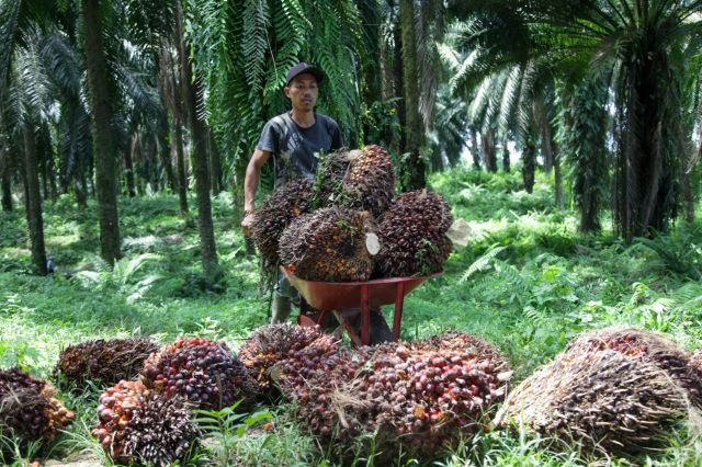 Good haul: A worker harvests fresh fruit bunches (FFB) on May 12, 2022 at the Namorambe oil palm plantation in Deli Serdang, North Sumatra.