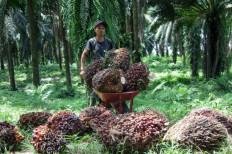 Removing the barriers to sustainable palm oil