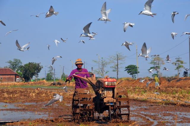 Quenched hectares: A farmer plows his rice field in Bulungcangkring village, Kudus regency, Central Java, on Sept. 26, 2023. Farmers in the village planted rice on 700 hectares of land despite an ongoing drought, thanks to water from the nearby Logung dam.