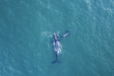 An endangered whale species is speeding towards extinction