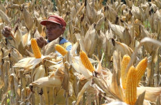 A lesson learned from the new maize production data  