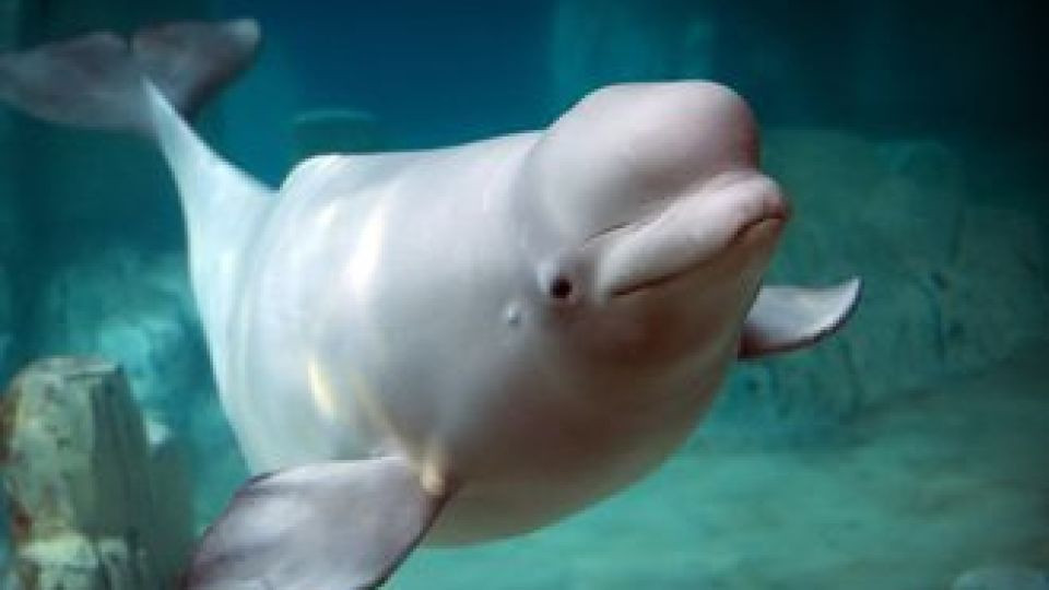 Lotte aquarium, activists battle over release of beluga whale