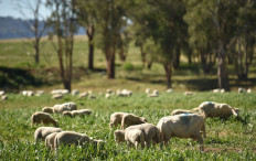 Sheep are feeding on lush grass on a farm near Tamworth, 450 kilometers north-west of Sydney, on May 4, 2020 .