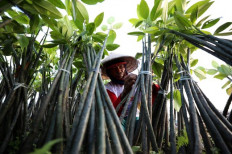 Protective plants: A man prepares mangrove seedlings to be planted along the coast near Tapulaga village in Konawe regency, Southeast Sulawesi, on Oct. 12, 2023. The project was initiated by the National Disaster Mitigation Agency (BNPB) with the support of the provincial administration.