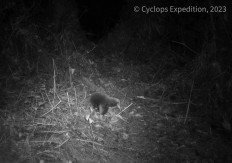Long-lost mammal rediscovered in remote Papua mountains