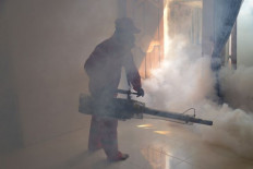 Wolbachia goes to work in the war on dengue