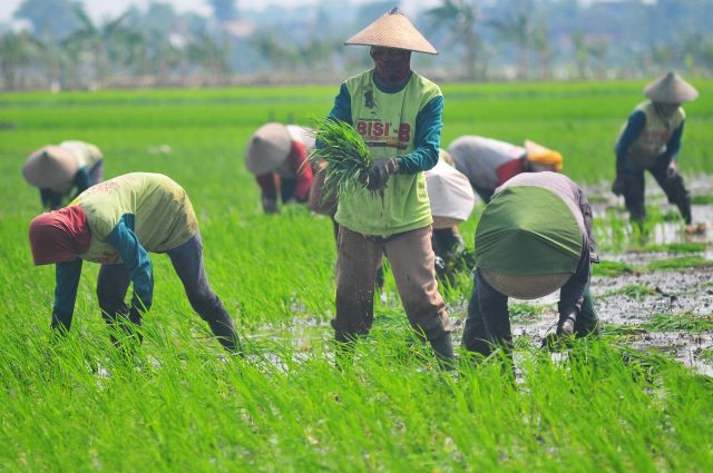 Field work: Farmers in Wegil village, Pati regency, Central Java, plant rice seedlings on Nov. 13, 2023. Gotong royong or mutual help is the norm that has been preserved for generations in rural areas.  

