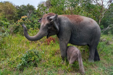 Endangered Sumatran elephant born in Indonesia, second in weeks