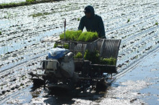 Sowing machine: A farmer uses a machine to plant rice seedlings on Dec. 25, 2023, in Parigi Moutong regency, Central Sulawesi. The government has been pushing for a greater use of agricultural technology to boost rice production.