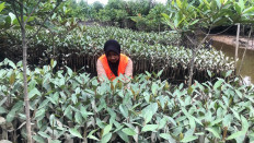 A participant in the MSIB Mangrove Rehabilitation program in North Sumatra inspects ready-to-plant mangrove seedlings.