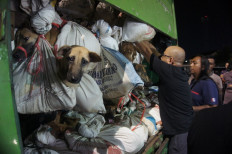 Bali authorities seize hundreds of illegal dog meat skewers