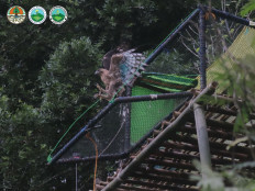 National park releases Javan hawk-eagle after rehabilitation