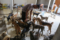 Calls for dog meat ban reemerge after police foil smuggling attempt
