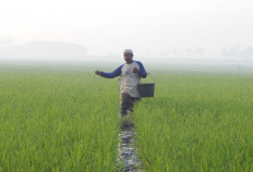 A farmer spreads fertilizer on paddies in Mujur village, Cilacap, Central Java. 
