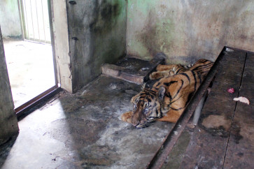 Another Sumatran tiger dies at Medan Zoo