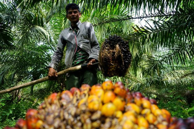 Green harvest: A farmer gathers fresh fruit bunches on May 23, 2022, at a plantation in Kuta Makmur, Aceh.
