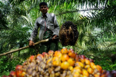 Green harvest: A farmer gathers fresh fruit bunches on May 23, 2022, at a plantation in Kuta Makmur, Aceh.