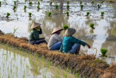 Farmers rest before continuing to plant rice seedlings in Batujai village, Central Lombok, West Nusa Tenggara, on Jan. 25, 2024.
