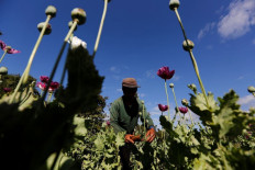 SOS: Myanmar tops opium production