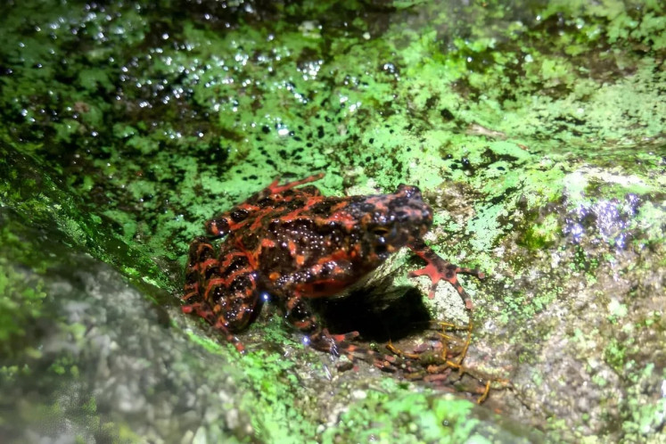 A tree toad, also known as bleeding or fire toad, is seen at the Mount Halimun Salak National Park in this undated picture. 