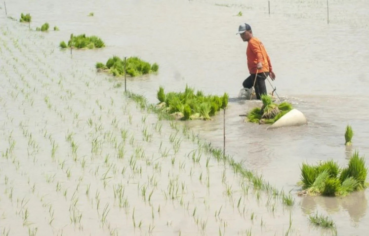 Cutting losses: A farmer saves rice seedlings as a flood submerges his paddy field in Cawas district, Klaten regency, Central Java, on Jan. 20, 2024. The flooding caused farmers to postpone rice planting. 