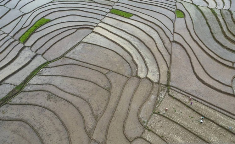 Farmers plant seedlings on a rice field in the village of Nanggulan in Kulonprogo, Yogyakarta, on Feb. 27, 2024.