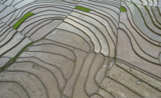 Farmers plant rice seedlings on Feb. 27, 2024 at a paddy field in Nanggulan village, Kulonprogo regency, Yogyakarta.