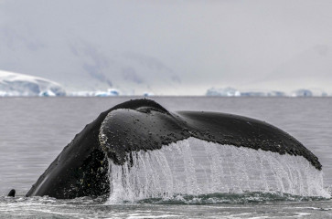 Greenland arrests anti-whaling activist on Japan warrant