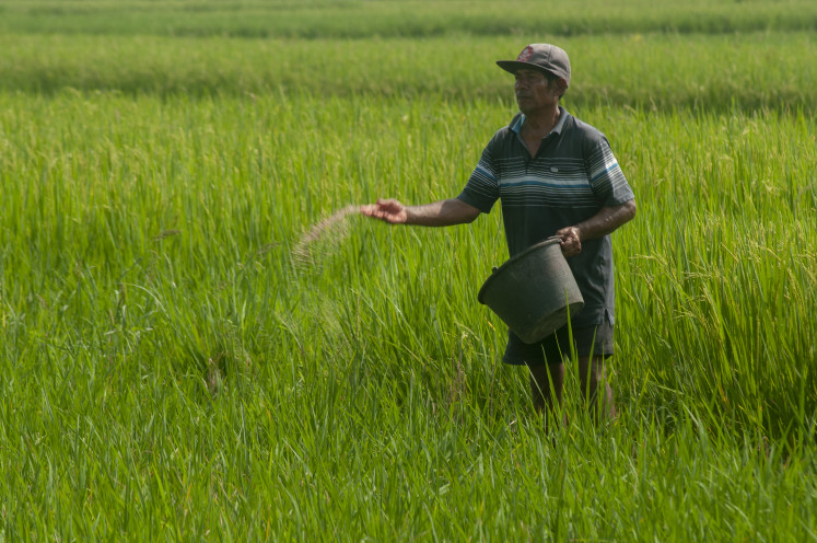 A farmer applies fertilizer on March 1, 2024 at a paddy field in Sawit, Boyolali, Central Java. The government has increased the amount of subsidized fertilizer this year to 9.55 tonnes, from initially 4.7 million tonnes.
