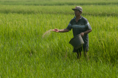 RI looks for Chinese help to fix domestic rice farming shortfall