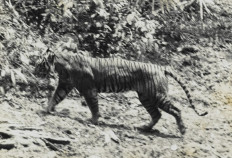 This photograph of a live Javan tiger, P. t. sondaica, was taken in 1938 at Ujung Kulon, Banten.