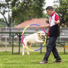 Five-star staycations for your furry friends