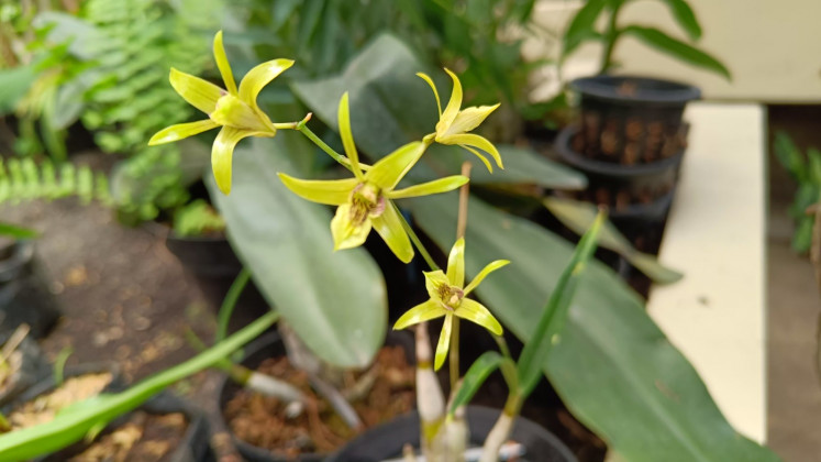 A green orchid (‘Dendrobium capra’) is in full bloom, showing its distinctive yellowish green flowers, in this undated handout photograph from the National Research and Innovation Agency (BRIN). (Courtesy of BRIN)

