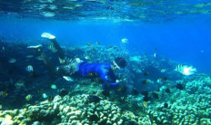 Sea world: A diver swims past coral reefs in Olele ocean park in Bone Bolango regency, Gorontalo, on Dec. 7, 2023.