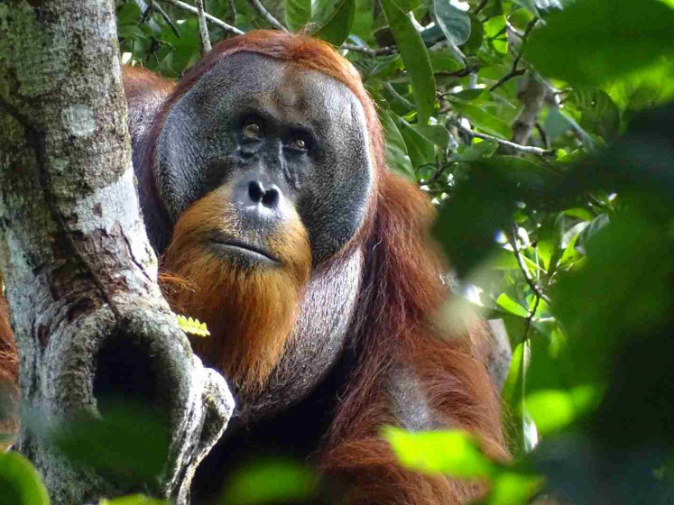 A male Sumatran orangutan named Rakus is seen two months after wound self-treatment using a medicinal plant in the Suaq Balimbing research site, a protected rainforest area in Indonesia, with the facial wound below the right eye barely visible anymore, in this handout picture taken August 25, 2022.