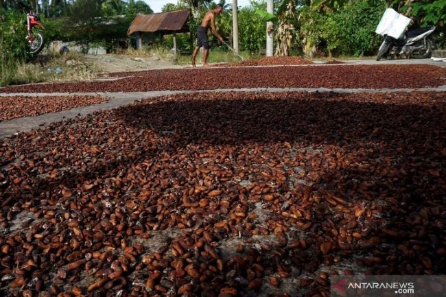 Bounteous beans: A farmer dries cacao beans on Jan. 18, 2022, in his backyard in Toabo village, Mamuju regency, West Sulawesi. The province is among the country’s main cacao producers.