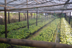 Krakakoa wants to make Indonesian chocolate a global taste