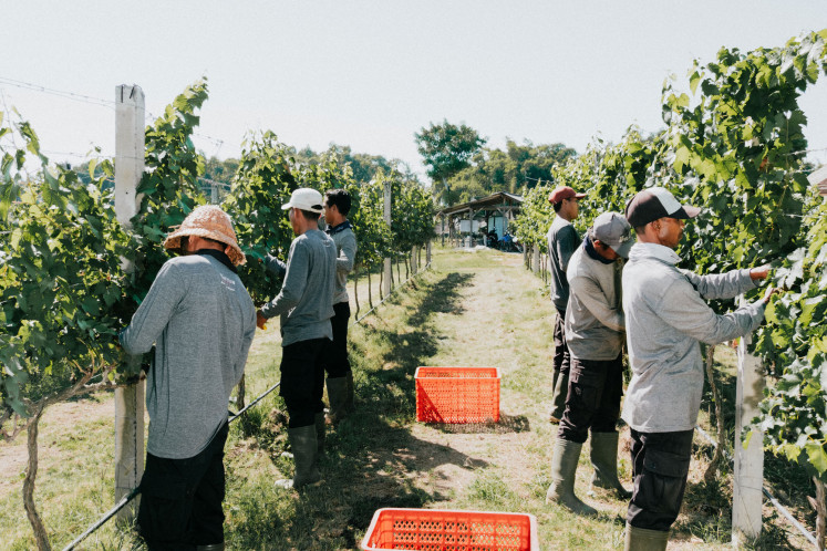 Grape-picking at a vineyard in Bali. (Courtesy of Hatten Wines)