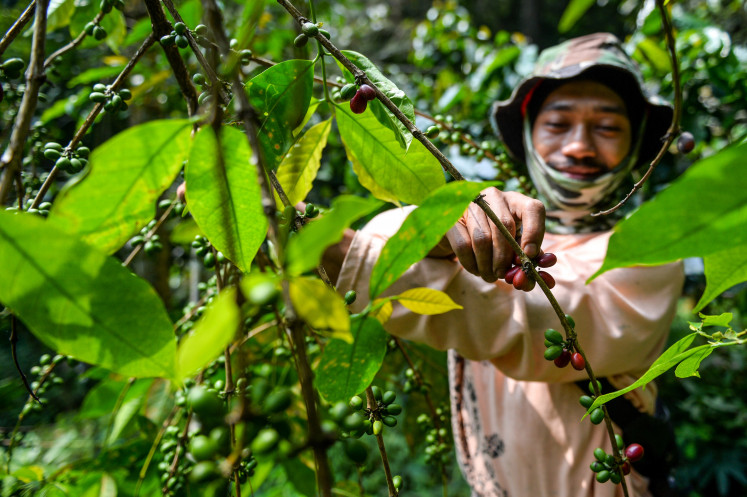 A farmer harvests Arabica coffee beans on Thursday at his farm at the foot of Mount Puntang in Bandung regency, West Java. The Association of Indonesian Coffee Exporters (AEKI) has forecast a drop in coffee prices in 2025 due to overproduction and carryover stocks from 2023.