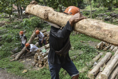Workers are seen on May 27, 2024, at a teak wood plantation in Randegan, Banjar, WestJava.