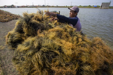 Businesses disgruntled over planned seaweed export ban