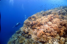 A fish surveyor collects data along a transect of a coral reef below Telaga Island waters in Southeast Sulawesi in April 2024.  