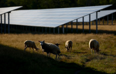 Sheep graze next to solar panels of Germany's largest solar park
Weesow-Willmersdorf by energy supplier EnBW AG in Werneuchen, Germany on September. 21, 2023.