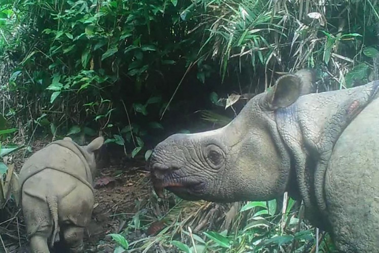 This handout still image taken from video footage on May 22, 2020, and released by the Environment and Forestry Ministry on Sept. 20, 2020, shows a male Javan rhinoceros calf named Luther (left) in Ujung Kulon National Park in Banten. Two extremely rare Javan rhinoceros calves have been spotted in an Indonesian national park, boosting hopes for the future of one of the world's most endangered mammals. The rhino calves, a female named Helen and male called Luther, were seen with their mothers in footage taken from nearly 100 camera traps installed in Ujung Kulon National Park between March and August.