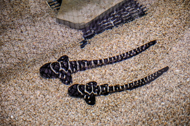 Baby zebra sharks swim in their aquarium nursery at the Nausicaa national sea centre in Boulogne-sur-Mer, northern France, on January 26, 2021. 