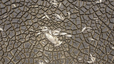 Thousands of fish dead as lake dries in Mexican drought