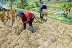Can Indonesia rely less on rice? Culture and agriculture would have to change