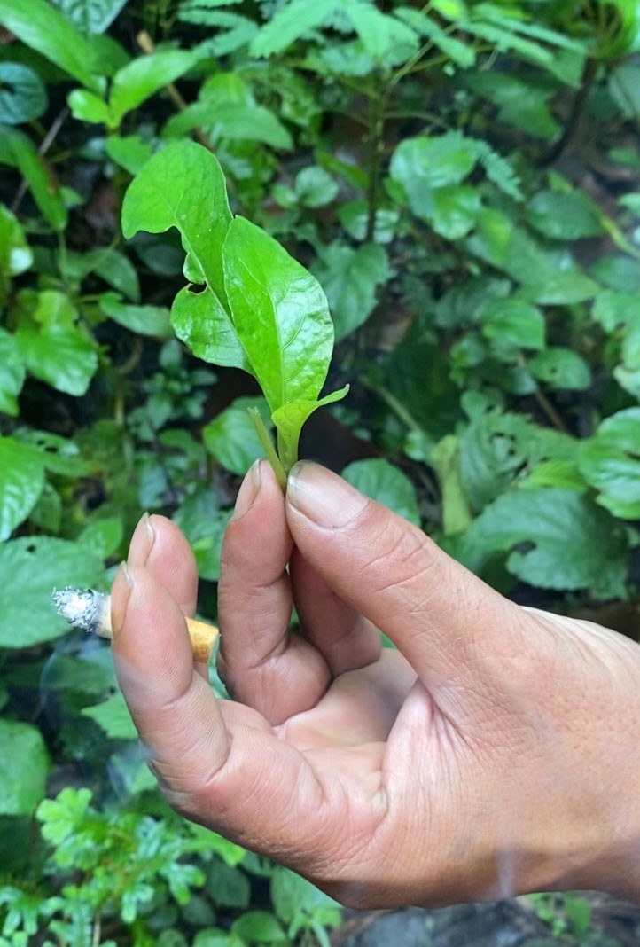 Isep holds up a reundeu leaf found by a river. The leaf tastes like long bean. (Courtesy of Harriet Crisp)