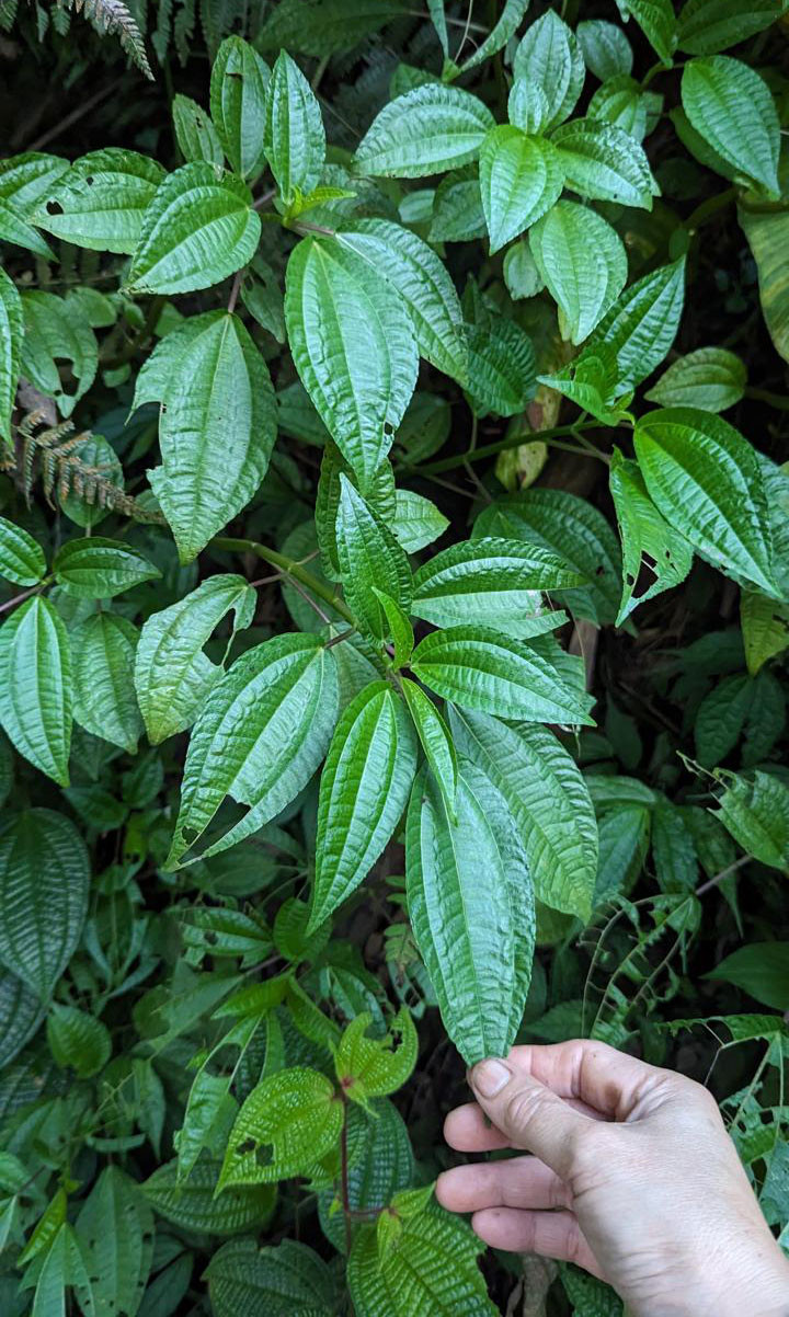 A Pohpohan plant grows on the slopes of Mount Pangrango. Pohpohan is cultivated and grows wildly around Bumi Bagja. (Courtesy of Isep Kurnia)